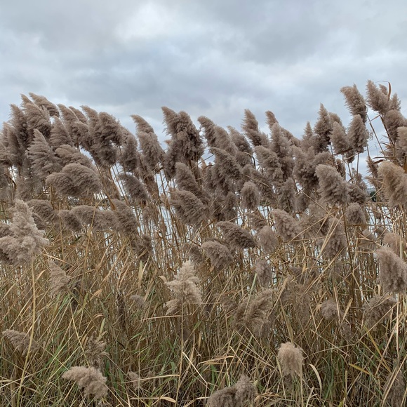 Meet your Posher, Concetta - Picture 1 of 2